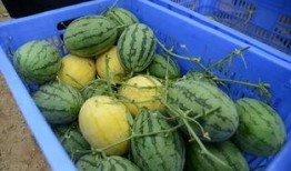 湘潭网红吃瓜群微信号,揭秘网络红人背后的故事与八卦