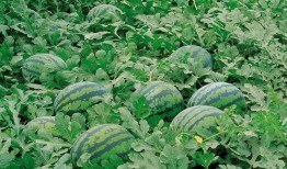 湘潭网红吃瓜群微信号,揭秘网络红人背后的故事与八卦