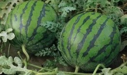 溧阳吃瓜新闻爆料是真的吗