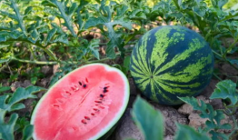 吃瓜群众免费吃瓜小说,吃瓜群众狂欢记