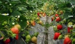 爆料种植草莓视频下载,从播种到收获的全程攻略