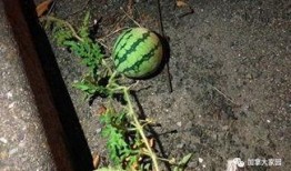 网友拍到网红吃瓜,网友直呼“太真实”