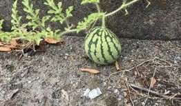 网友拍到网红吃瓜,网友直呼“太真实”