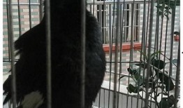 天赐之女在线观看八哥