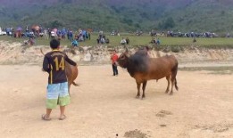 黄牛爆料是什么意思啊视频,视频背后的惊人真相