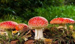 蘑菇爆料吃瓜视频,揭秘吃瓜视频背后的真相与幕后故事