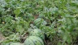 溧阳吃瓜新闻爆料是真的吗