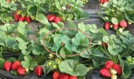 爆料种植草莓视频下载,从播种到收获的全程攻略